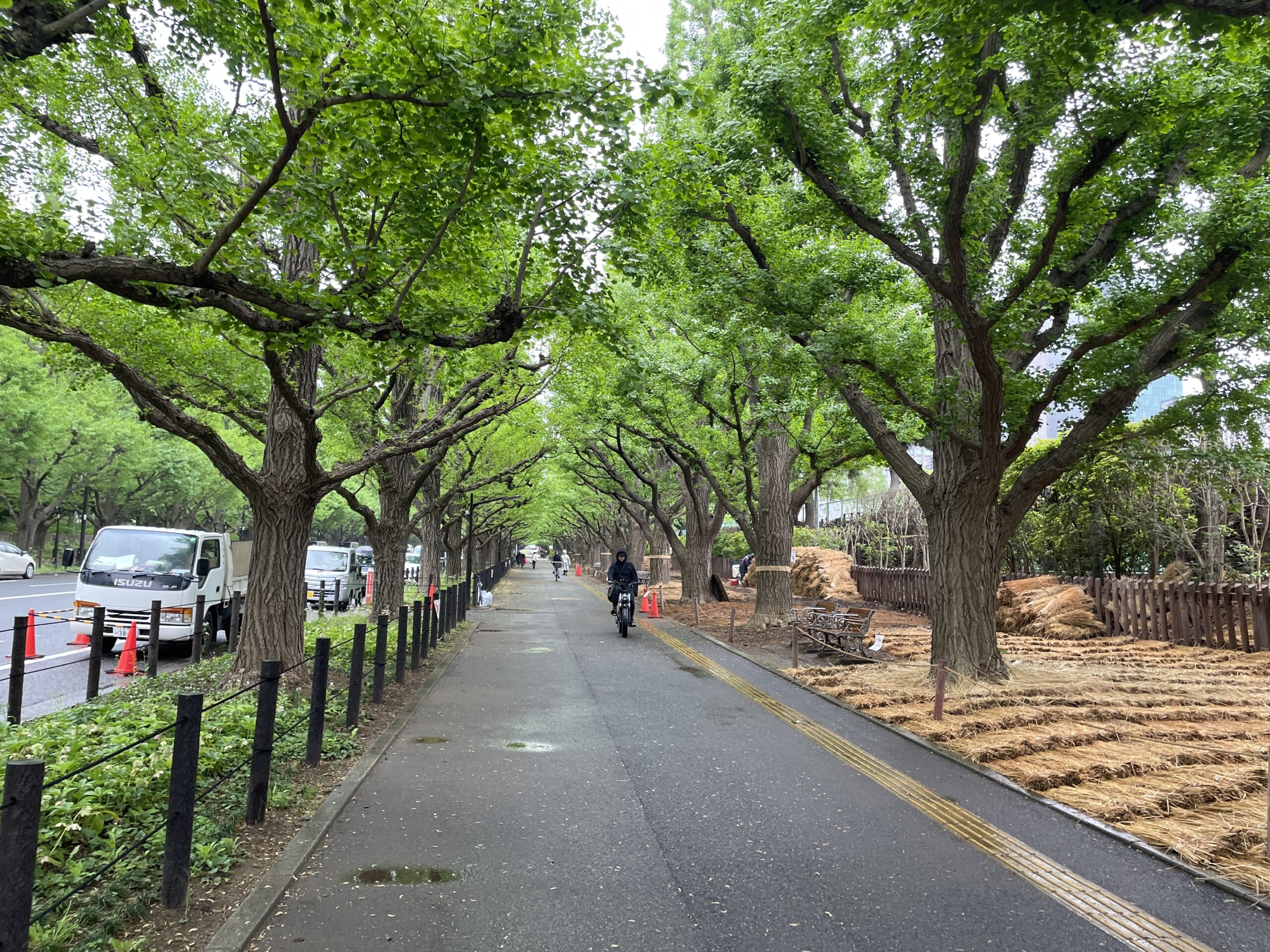 Fresh green ginkgo trees along Meiji Jingu Gaien in spring