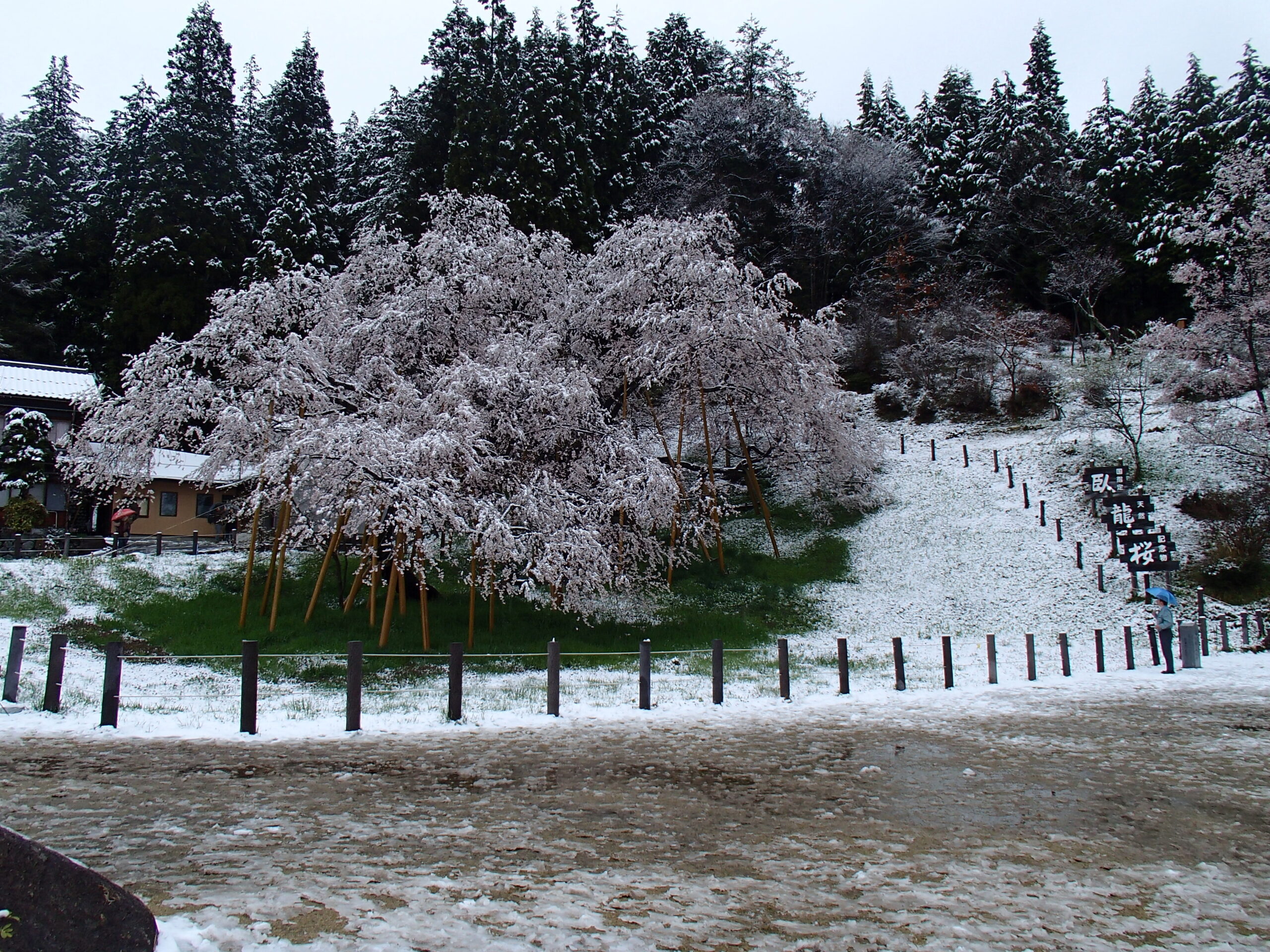 Garyu Sakura cherry tree in bloom in Takayama