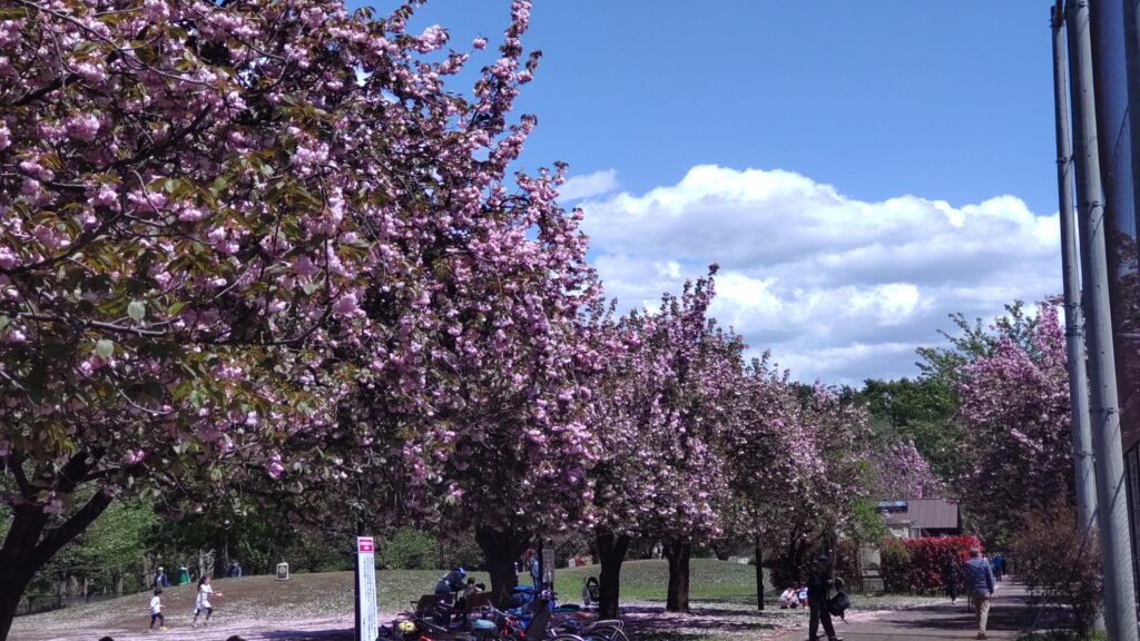 Your Lie in April Pilgrimage in Nerima: Real-Life Locations & Route