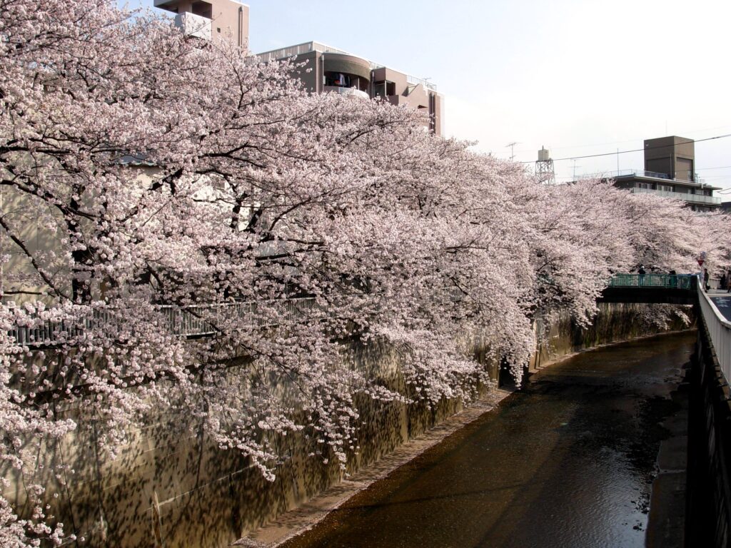 Cherry blossoms along the Shakujii River in Nerima, Tokyo