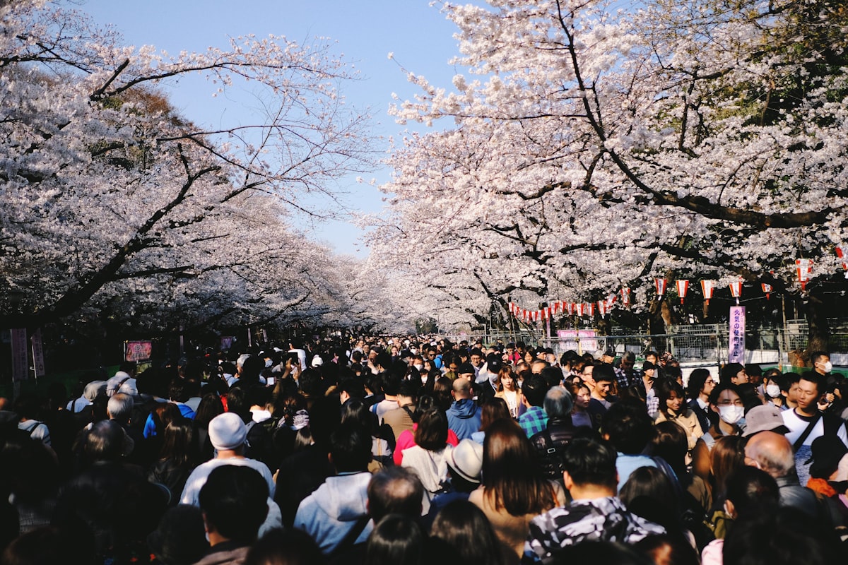 Cherry blossoms in Ueno Park